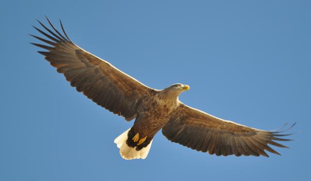 sea eagle flying